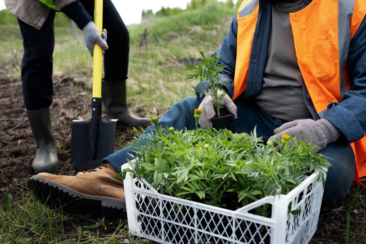 The Steps Involved in Our Tree Care Process in Aledo, IL